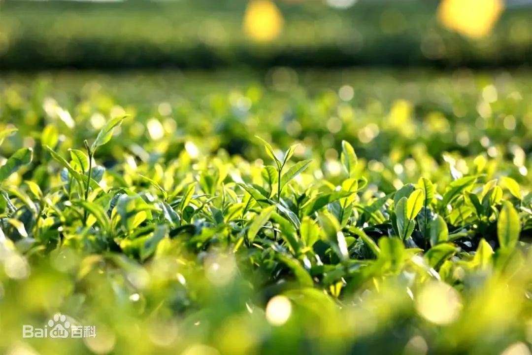 The Benefits Of Drinking Tea