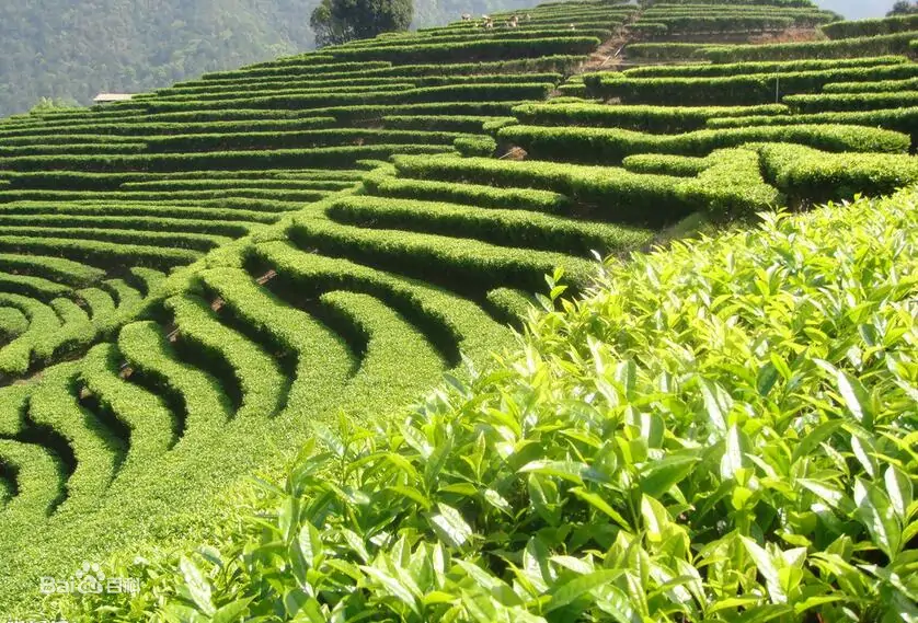 What Are The Beneficial Ingredients Of Tea？