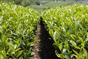 The Types Of Tea Trees