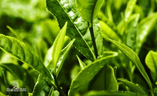 Types Of Chinese Famous Tea